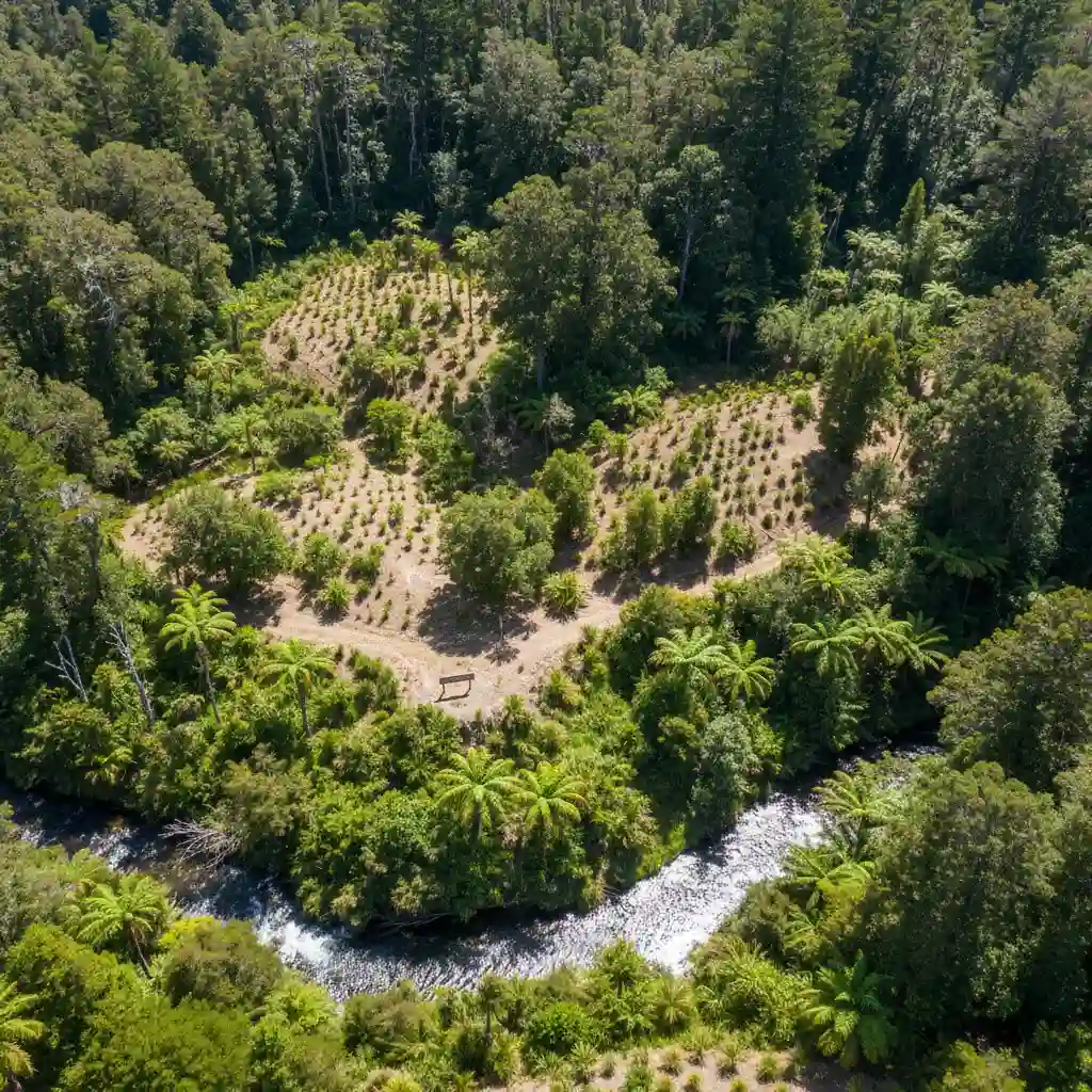 Native forest regeneration in New Zealand as part of māori conservation efforts.